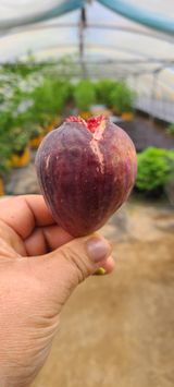 팜모닝 자유주제·자유게시판 게시글 이미지