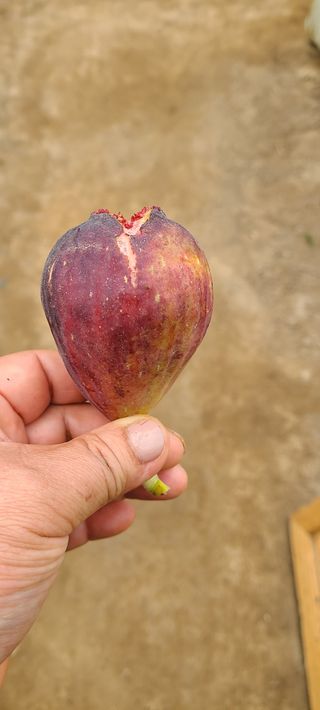 정오농장님의 자유주제 · 자유게시판 작성글 사진