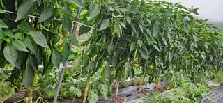 포도6173님의 자유주제 · 자유게시판 작성글 사진