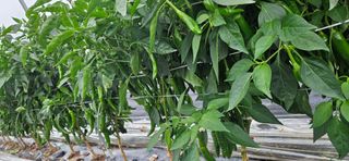 포도6173님의 자유주제 · 자유게시판 작성글 사진