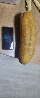 팜모닝 오이·영농일지 게시글 이미지