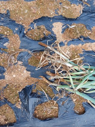 윤무섭님의 파 · 병해충상담 작성글 사진