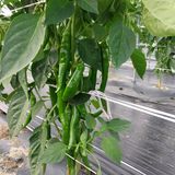 팜모닝 자유주제·자유게시판 게시글 이미지