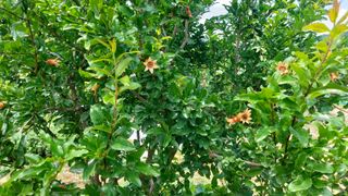 임곡농장김향중님의 자유주제 · 자유게시판 작성글 사진