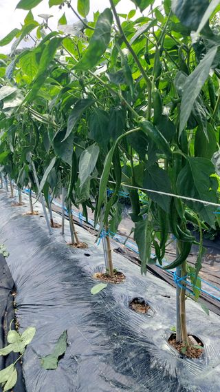 임곡농장김향중님의 자유주제 · 자유게시판 작성글 사진