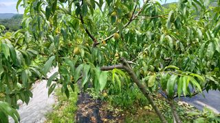 임곡농장김향중님의 자유주제 · 자유게시판 작성글 사진