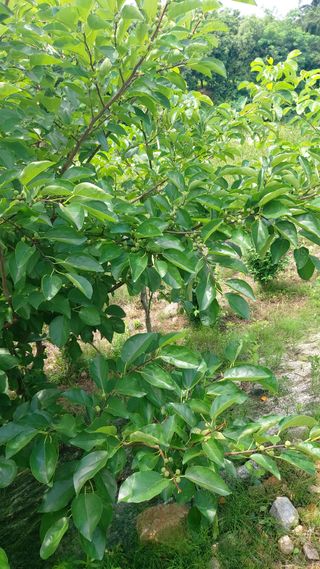 임곡농장김향중님의 자유주제 · 자유게시판 작성글 사진