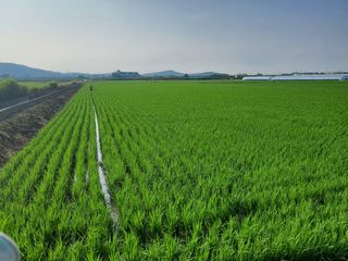 정진구님의 벼 · 영농일지 작성글 사진