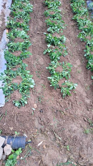 두원리 산막골농부님의 자유주제 · 자유게시판 작성글 사진