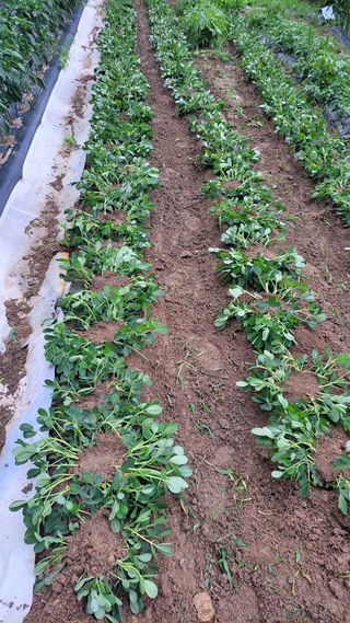 두원리 산막골농부님의 자유주제 · 자유게시판 작성글 사진