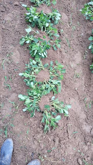 두원리 산막골농부님의 자유주제 · 자유게시판 작성글 사진