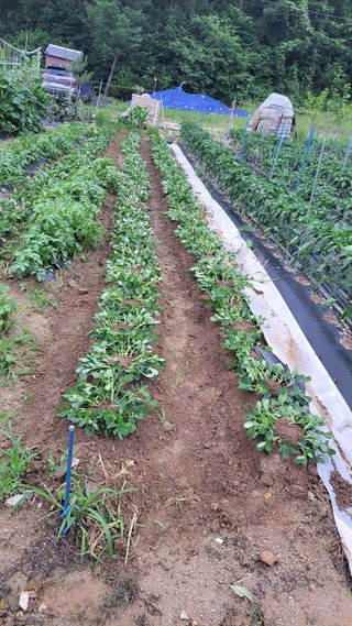 두원리 산막골농부님의 자유주제 · 자유게시판 작성글 사진