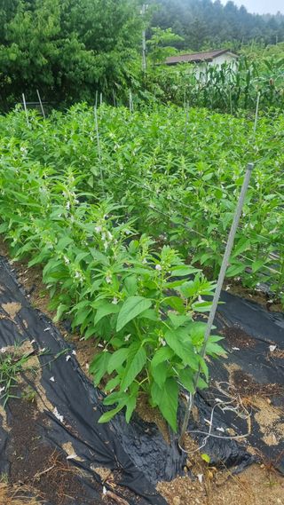 마늘8053님의 참깨 · 영농일지 작성글 사진