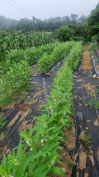 마늘8053님의 참깨 · 영농일지 작성글 사진