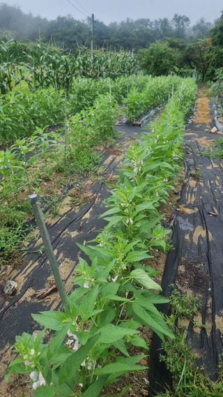 마늘8053님의 참깨 · 영농일지 작성글 사진