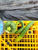 팜모닝 팜모닝·출석 게시글 이미지