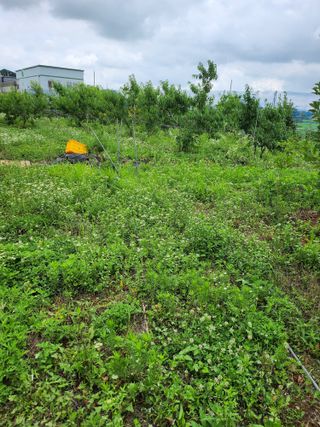 ok 체험학습농원님의 사과 · 영농일지 작성글 사진