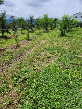 ok 체험학습농원님의 사과 · 영농일지 작성글 사진