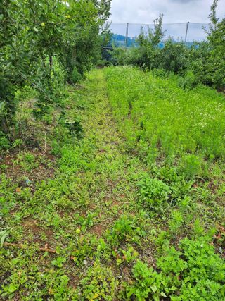 ok 체험학습농원님의 사과 · 영농일지 작성글 사진