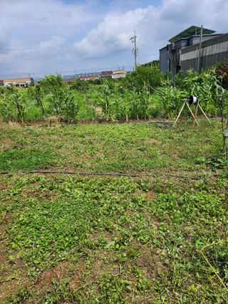 ok 체험학습농원님의 사과 · 영농일지 작성글 사진