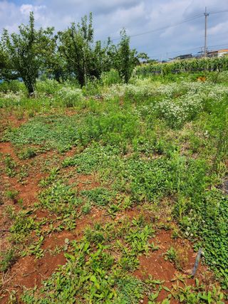 ok 체험학습농원님의 사과 · 영농일지 작성글 사진