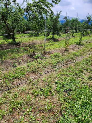 ok 체험학습농원님의 사과 · 영농일지 작성글 사진