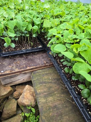 藝園님의 콩 · 병해충상담 작성글 사진