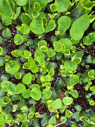 藝園님의 콩 · 병해충상담 작성글 사진