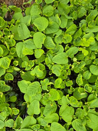 藝園님의 콩 · 병해충상담 작성글 사진