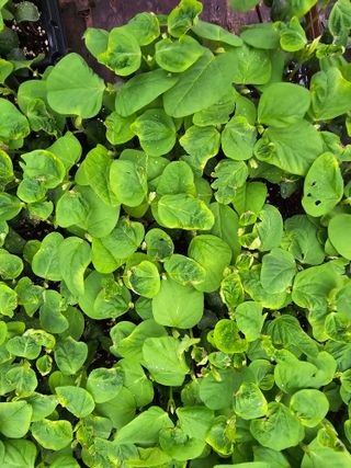 藝園님의 콩 · 병해충상담 작성글 사진