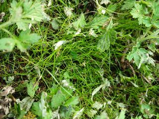 장호정님의 농사, 무엇이든 물어보세요! · 참여글 작성글 사진