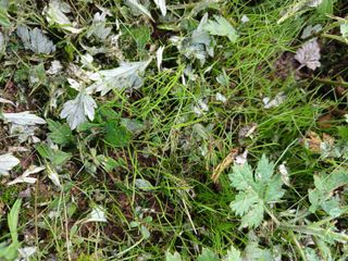 장호정님의 농사, 무엇이든 물어보세요! · 참여글 작성글 사진