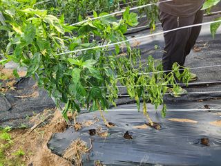 구자형님의 고추 · 병해충상담 작성글 사진