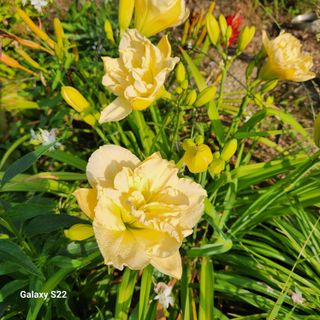 우리꽃님의 자유주제 · 자유게시판 작성글 사진