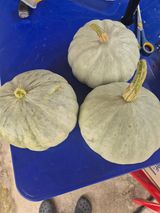 팜모닝 자유주제·자유게시판 게시글 이미지