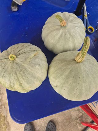 초보농사꾼님의 자유주제 · 자유게시판 작성글 사진