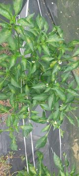 팜모닝 고추·병해충상담 게시글 이미지