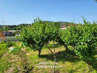 이균행님의 매실 · 영농일지 작성글 사진