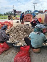 팜모닝 마늘·영농일지 게시글 이미지