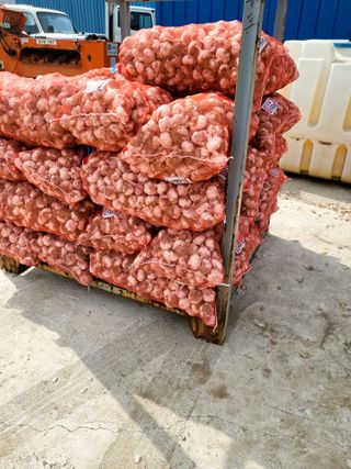 토마토14899님의 마늘 · 영농일지 작성글 사진