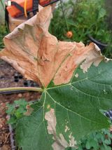 팜모닝 포도·병해충상담 게시글 이미지