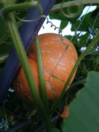 인천주말농부님의 호박 · 영농일지 작성글 사진