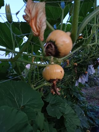 인천주말농부님의 호박 · 영농일지 작성글 사진