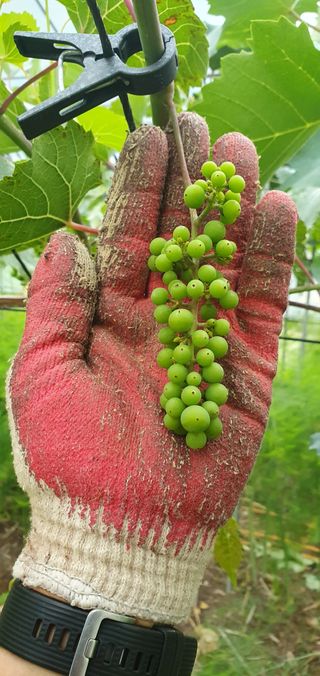 박두우님의 농사, 무엇이든 물어보세요! · 참여글 작성글 사진