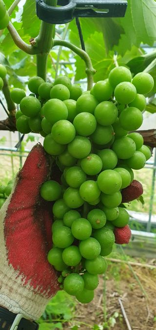 박두우님의 농사, 무엇이든 물어보세요! · 참여글 작성글 사진