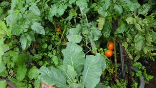 허종복님의 토마토 · 영농일지 작성글 사진