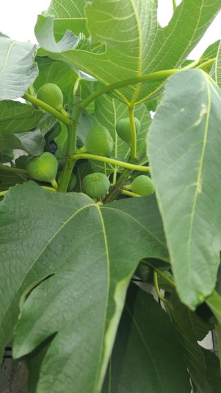 허종복님의 토마토 · 영농일지 작성글 사진