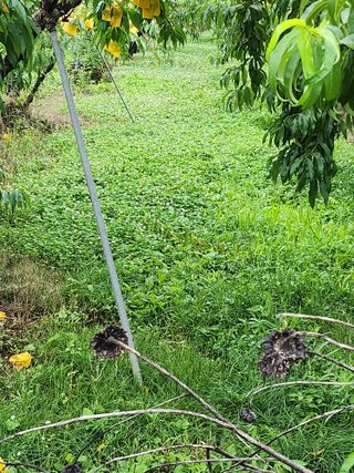 ok 체험학습농원님의 자유주제 · 자유게시판 작성글 사진