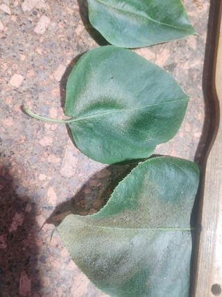 김제용지농원원장님의 배 · 병해충상담 작성글 사진