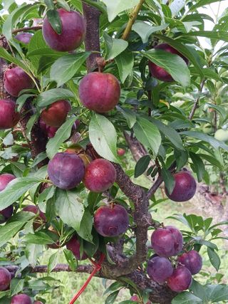 신현철님의 자유주제 · 자유게시판 작성글 사진